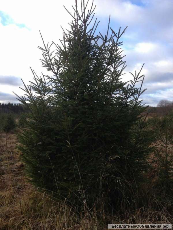 Новогодняя ель оптом