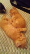 Отдам в добрые руки котенка