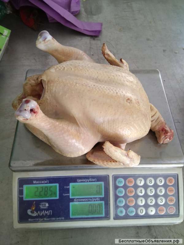 Мясо домашнего цыпленка бройлера