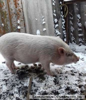 Вьтнамского кабана