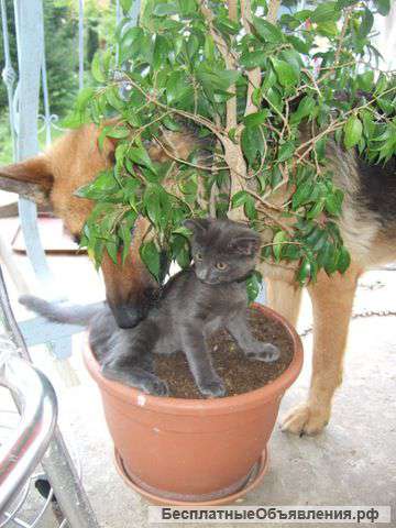 Отдам бесплатно в хорошие руки котят