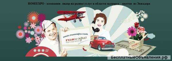 Роза Эквадора оптом. Прямые поставки
