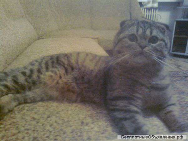 Котята от элитных производителей.