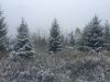 Участок в "Горках" ( Ступинский район, Московская область). 8 соток.