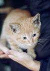 Возьми котенка из приюта