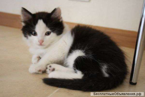 Котята пять рублей ведро