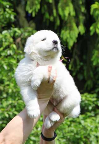 Маремма абруцкая овчарка (итальянская овчарка)