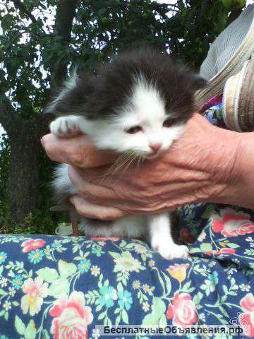 Отдам котят в добрые руки