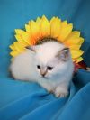 Шотландские котята 2,5 месяцев