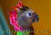 Веерный попугай (Deroptyus accipitrinus) - ручные птенцы из питомника
