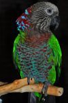Веерный попугай (Deroptyus accipitrinus) - ручные птенцы из питомника