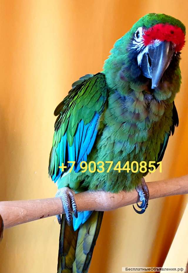 Солдатский ара (Ara militaris) - ручные птенцы из питомника
