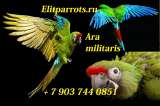 Солдатский ара (Ara militaris) - ручные птенцы из питомника