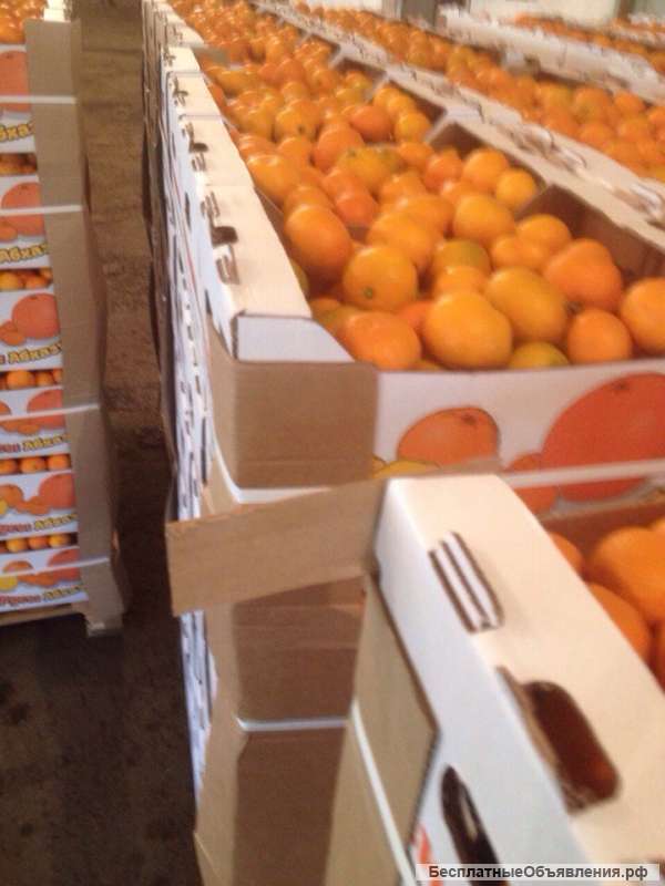 Мандарины Абхазия 2017г