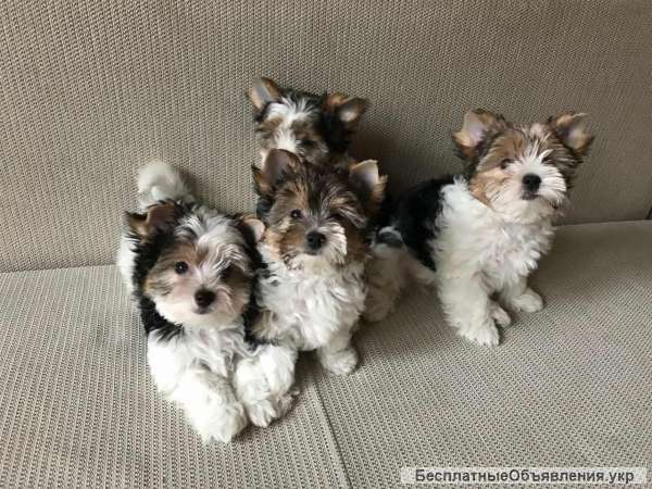 Бивер Йорки