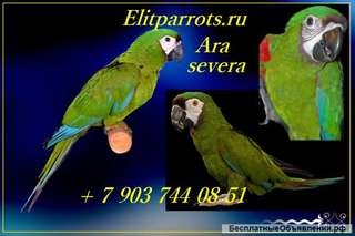 Каштановолобый ара (ara severa) - ручные птенцы из питомника