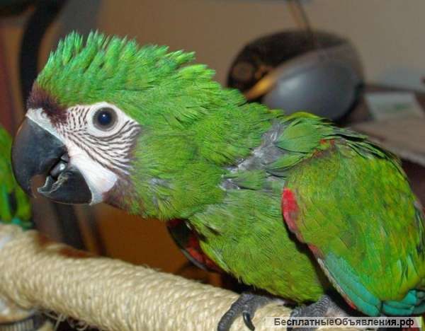 Каштановолобый ара (ara severa) - ручные птенцы из питомника