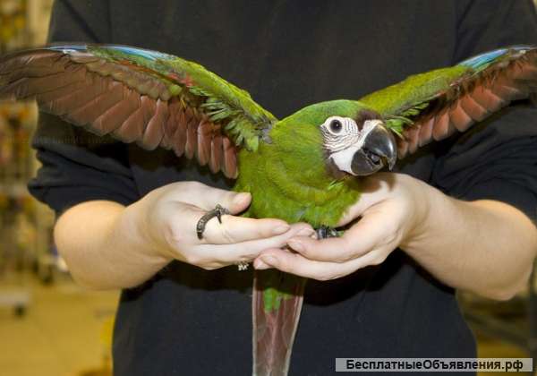 Каштановолобый ара (ara severa) - ручные птенцы из питомника