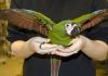 Каштановолобый ара (ara severa) - ручные птенцы из питомника