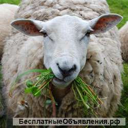 Овцы. Продаю овец.