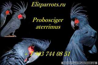 Пальмовый какаду (Probosciger aterrimus) - ручные птенцы из питомника
