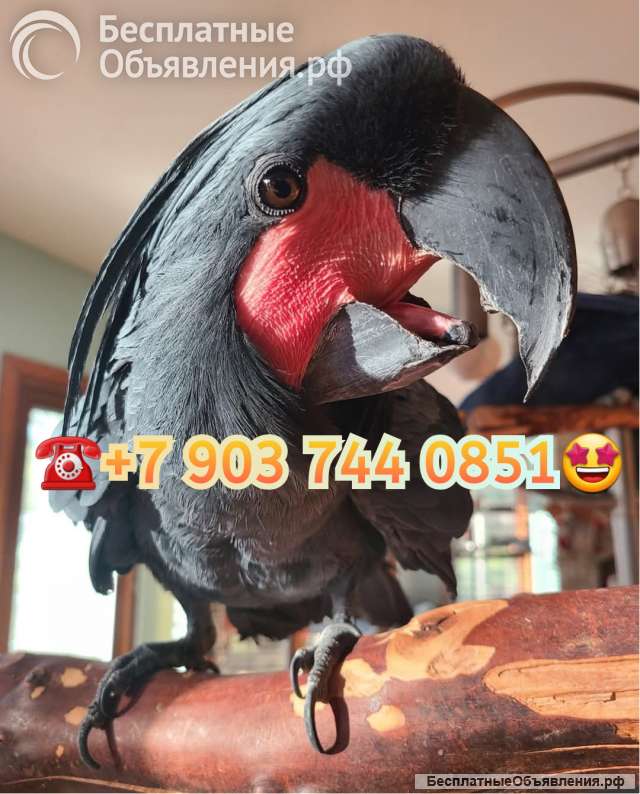 Пальмовый какаду (Probosciger aterrimus) - ручные птенцы из питомника