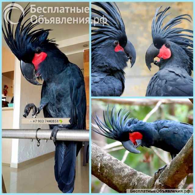 Пальмовый какаду (Probosciger aterrimus) - ручные птенцы из питомника