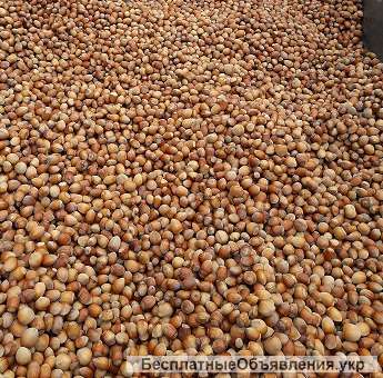 Фундук в скорлупе калиброванный