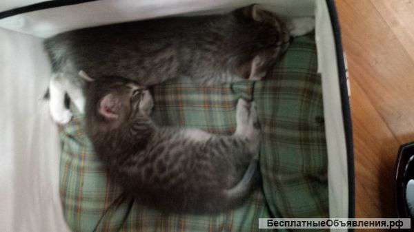 Котята в дар