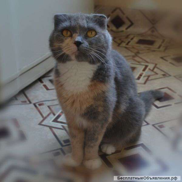 Отдам шотландскую вислоухую