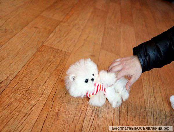 Шпиц карликовый(померанский). Супер мальчики