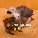 Ручные птенцы попугаев ара, жако, какаду, амазон из питомника