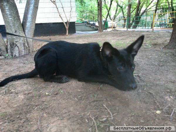 Щенок-девочка.Только в ответственные руки