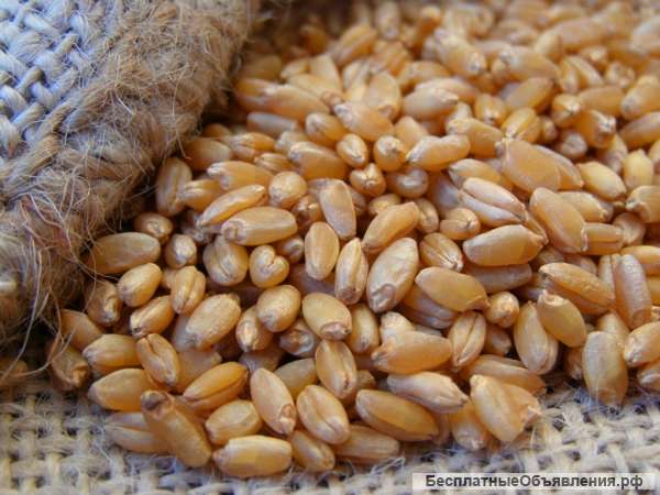 Семена яровой пшеницы Стан