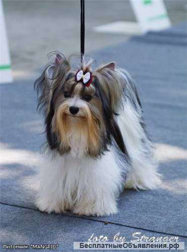 Элитные щенки бивера