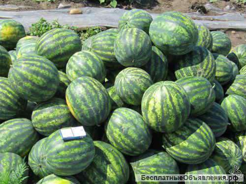 Арбузы оптом от производителя