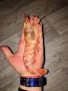 Креветка дикая моркая