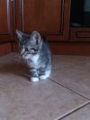 Котята, 2 мес