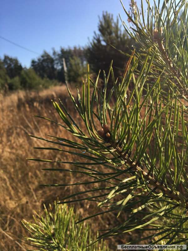 Д. Литвинова, ДНП "Елкино"