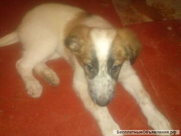 Щенок в заботливые руки