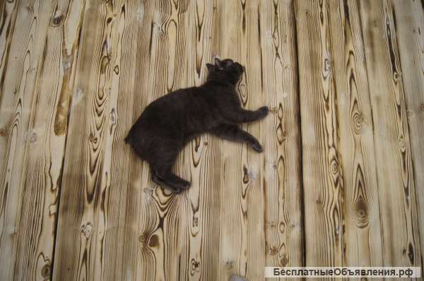 Пол из натурального дерева