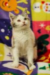Котенок-девочка Кнопочка