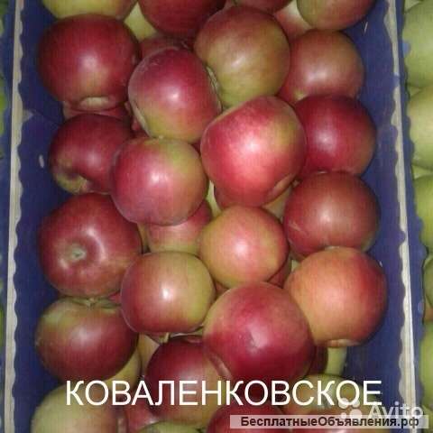 Яблоки оптом, 1 сорт, клибр 65