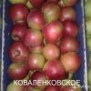 Яблоки оптом, 1 сорт, клибр 65