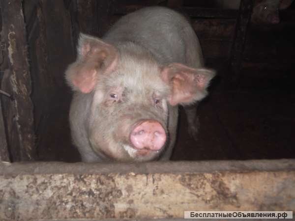 Свиноматка