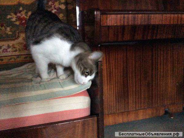 Отдам кота