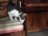 Отдам кота