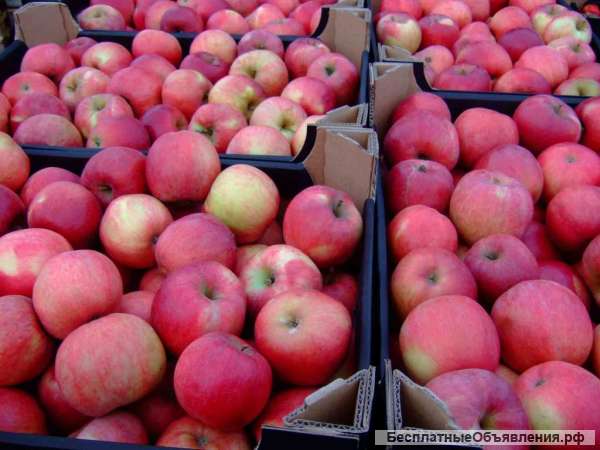 Яблоки Айдаред оптом