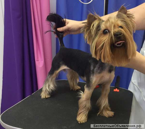 Стрижка и груминг собак и кошек