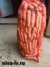 Морковь от производителя, оптовая и розничная реализация